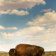 A buffalo at Rocky Mountain Arsenal National Wildlife Refuge, Colorado